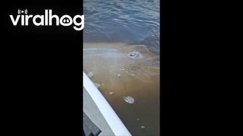 Manatee Joins Paddle Board Ride || ViralHog