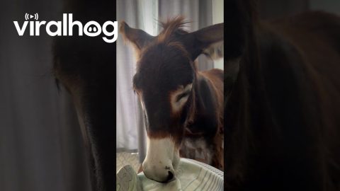 Tired Donkey Nodding Off To Snoring Sleep || ViralHog
