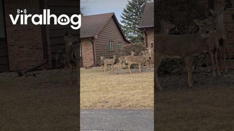 Deer Line Up to Eat From Bird Feeder || ViralHog