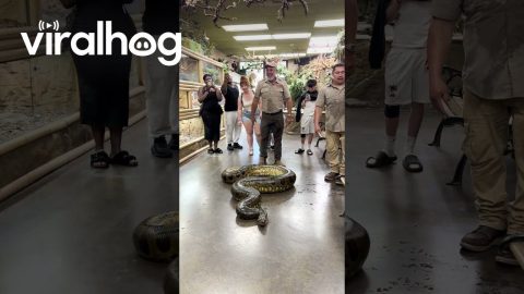 Reptile Zoo Shows Off Obese Anaconda || ViralHog