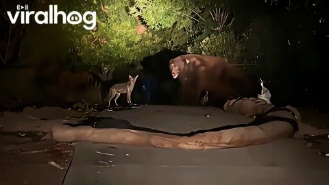 Bear Playing With Coyote Caught on Camera || ViralHog