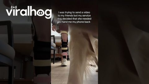 Service Dog Picks the Wrong Time to Retrieve Phone || ViralHog