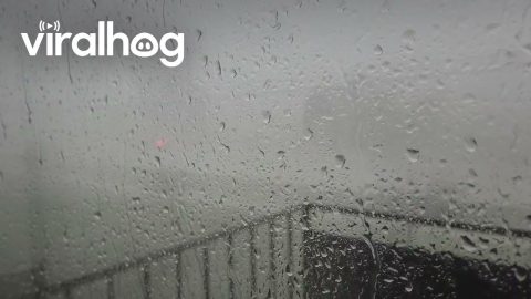 Powerful Winds Buffet London, Ontario Neighborhood During Severe Storm || ViralHog