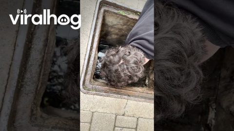 Man Rescues Ducklings That Fell Through Grate || ViralHog