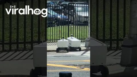 Crowd Cheers For Delivery Robots Crossing Street || ViralHog