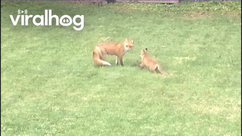 Foxes Made a Den Under Our Shed || ViralHog
