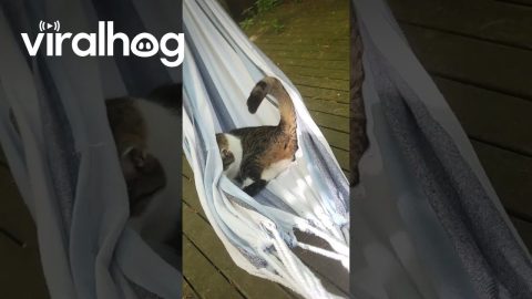 Neighbor's Cat Gets Cozy In Hammock || ViralHog