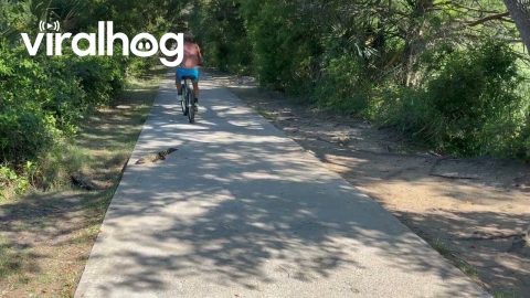 Baby Alligator Waddles Across Path || ViralHog