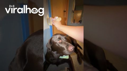 Big Dog Thinks He's Helping Owner Paint || ViralHog