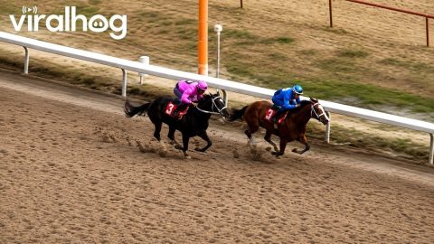 Horse Racing Gender Reveal || ViralHog