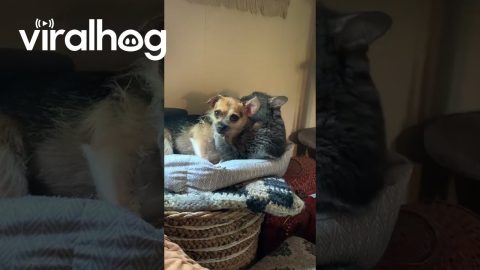 Smoosh the Cat Cuddles With Cornelius the Dog || ViralHog