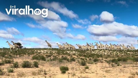 Parade of Giraffes in the Kgalagadi || ViralHog