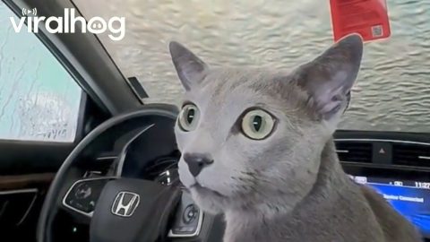 Cozy the Cat's First Car Wash || ViralHog