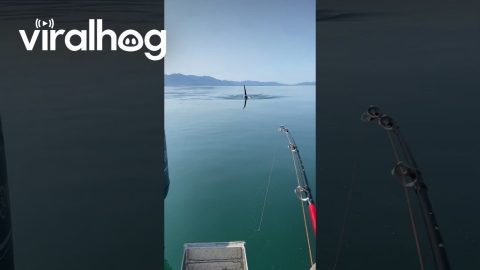 Orca Approaches Fishing Boat || ViralHog