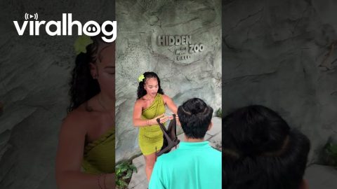 Woman Holds Massive Fruit Bat || ViralHog