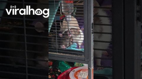 Funny Rats Drinking Water Together || ViralHog