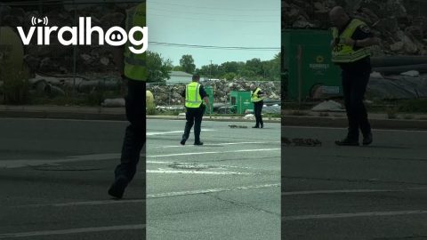 Police Escort Mama Duck and Babies Across Road || ViralHog