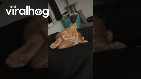 Orange Kitten Sleeps With Leg behind Head || ViralHog