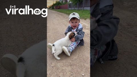 Boy and Puppy Play Together || ViralHog