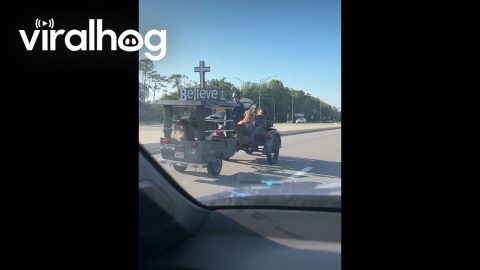 Rolling With the Dog Squad || ViralHog