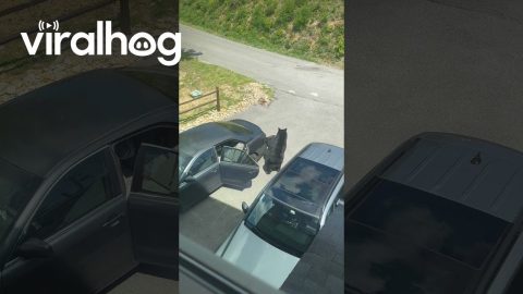 Crafty Bear Takes Computer From Open Car || ViralHog