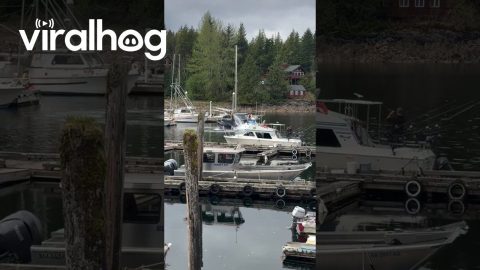 Humpback Whale Breaches in Alaskan Marina || ViralHog