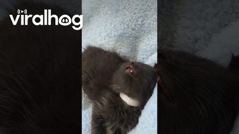Kitten Falls Asleep Mid-Convo || ViralHog