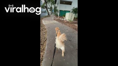 Dog Jumping for Puppuccino || ViralHog