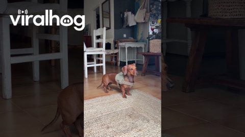 Dachshund Sneezes and Immediately Locks Back In || ViralHog