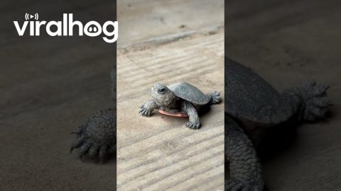 Baby Turtle Found In Equestrian Area || ViralHog