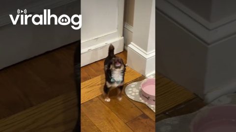 Tiny Chihuahua Throws Tantrum for Cookie Dough || ViralHog