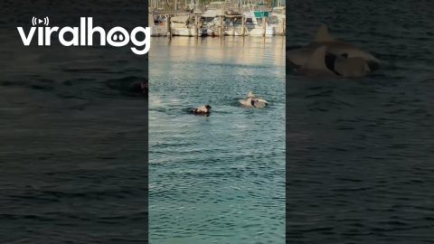 Dog Loves Swimming With Dolphins || ViralHog