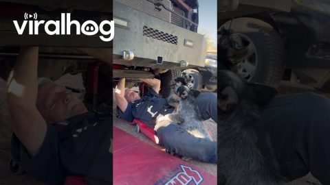 Playful Puppies Interrupting Work || ViralHog