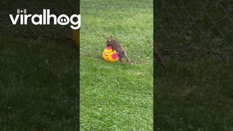 Bunny Plays With Ball || ViralHog