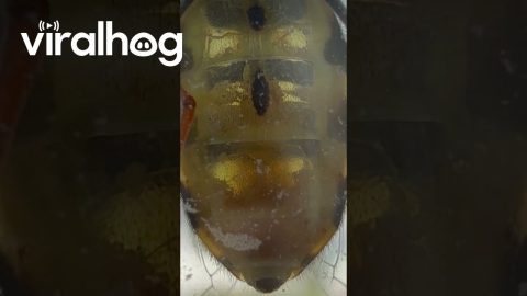 Translucent Insect Filmed Through Window || ViralHog