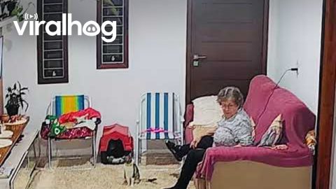 Cat Startles Grandma Who Startles Cat || ViralHog