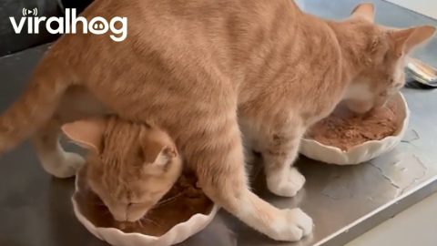 Funny Orange Cat Feeding Time || ViralHog