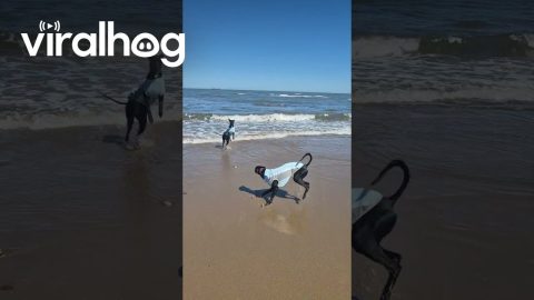 Dog's First Dip in the Sea Was Colder Than Expected || ViralHog