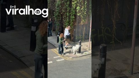 Stubborn Dog Refuses To Budge During Walk In London || ViralHog