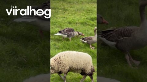 Goose Protects Its Chicks From the Sheep || ViralHog