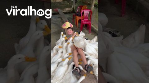 American Kid Becomes “Duck Leader for a Day” at Vietnamese Farm || ViralHog