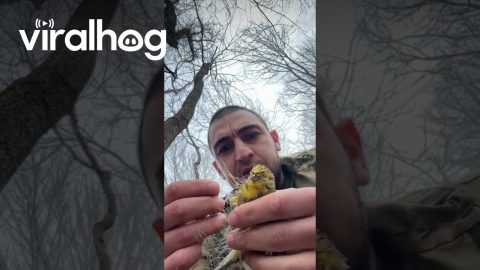 Man Helps Little Bird Stuck in Netting || ViralHog