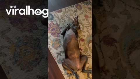 Dog Plays Dead for Attention || ViralHog
