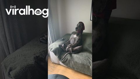 Great Dane Sitting Up Like a Human || ViralHog