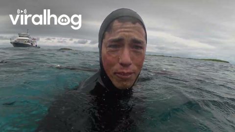 Diver Gets "Slapped" by Sea Turtle || ViralHog