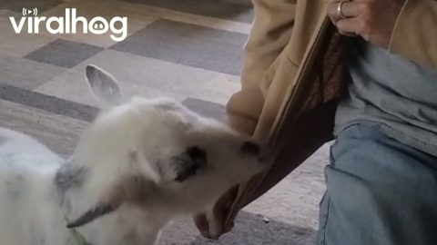 Steven Playing With His Dad's Zipper || ViralHog