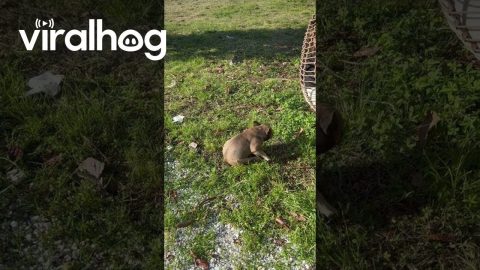 Bulldog Spinning in Circles || ViralHog