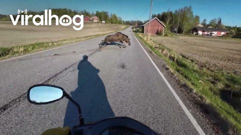 Moose Slips and Then Runs Off || ViralHog