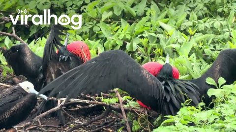 Two Red-Chested Birds Compete to Win an Uninterested Female || ViralHog