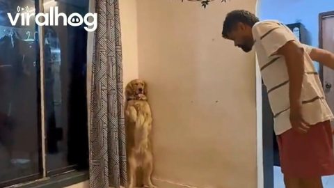 Dog Stands in the Corner While Man Mops the Floor || ViralHog